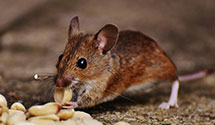 24 Hour & Emergency Exterminators in Silver Hill, MD
